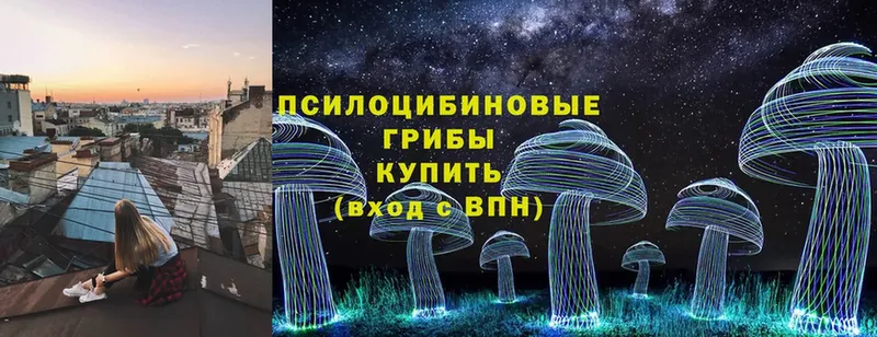 где найти   Уфа  Псилоцибиновые грибы Cubensis 